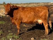 Bred cows - Photo 2