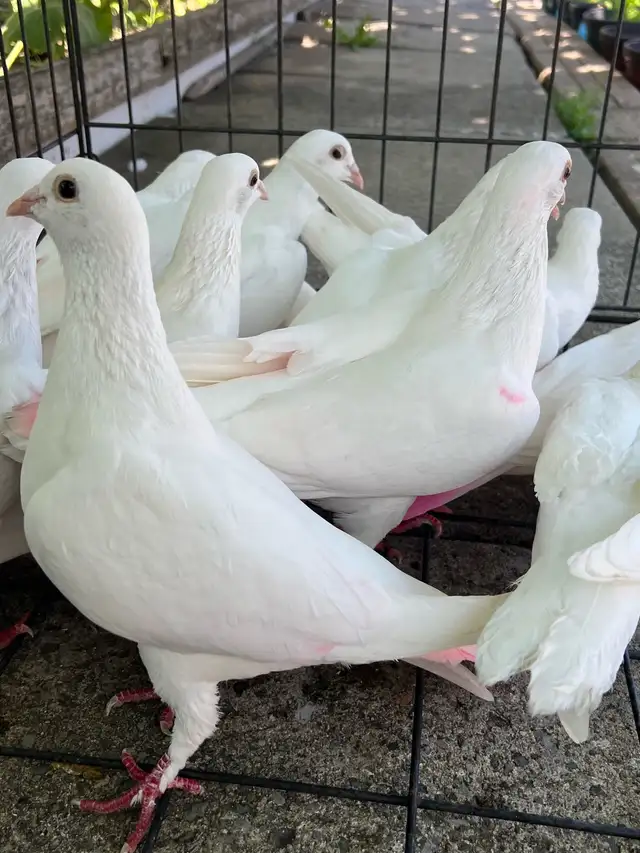 White Homer Pigeon