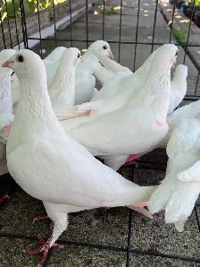 White Homer Pigeon