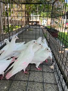 White Homer Pigeon - Photo 2