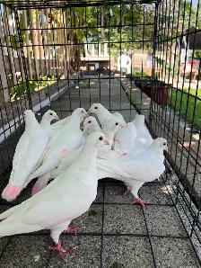 White Homer Pigeon - Photo 3