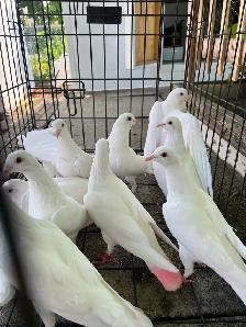 White Homer Pigeon - Photo 4