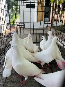 White Homer Pigeon - Photo 5