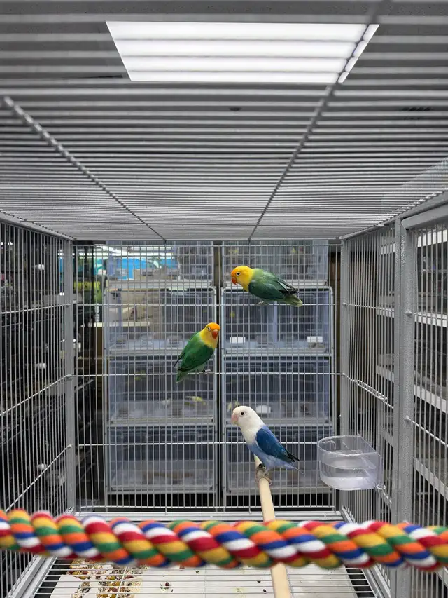 Rare Opaline Fischer Lovebirds – BlueTurquoise & Cobalt Blue