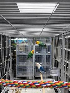 Rare Opaline Fischer Lovebirds – BlueTurquoise & Cobalt Blue