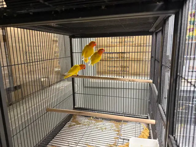 Rare NSL Ino Opaline Fischer Lovebird