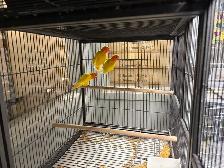 Rare NSL Ino Opaline Fischer Lovebird