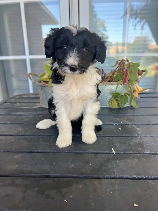 Border Collie/ Minature poodle ( Border Doodle)