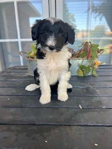 Border Collie/ Minature poodle ( Border Doodle)