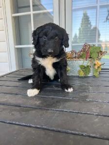 Border Collie/ Minature poodle ( Border Doodle) - Photo 2