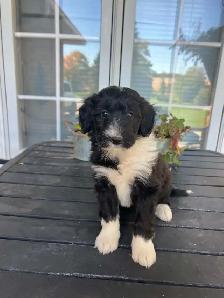 Border Collie/ Minature poodle ( Border Doodle) - Photo 3