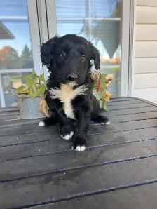 Border Collie/ Minature poodle ( Border Doodle) - Photo 4