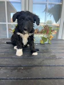 Border Collie/ Minature poodle ( Border Doodle) - Photo 5
