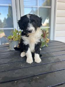 Border Collie/ Minature poodle ( Border Doodle) - Photo 6