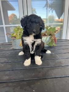 Border Collie/ Minature poodle ( Border Doodle) - Photo 7