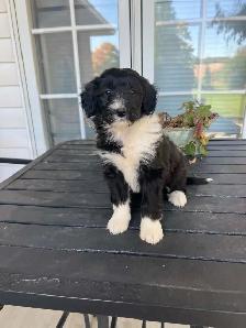 Border Collie/ Minature poodle ( Border Doodle) - Photo 8