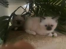 GORGEOUS BABY WHITEMITTTED & CHOCOLATEPOINT !! - Photo 3