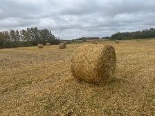 Barley Straw Round Bales