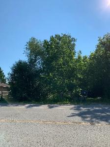 free trees to be cut down for your winter wood supply