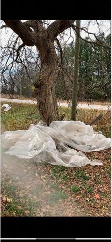 free trees to be cut down for your winter wood supply - Photo 2