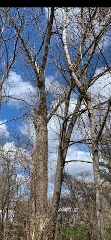 free trees to be cut down for your winter wood supply - Photo 4