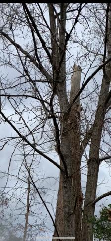 free trees to be cut down for your winter wood supply - Photo 5