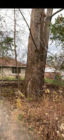 free trees to be cut down for your winter wood supply - Photo 6
