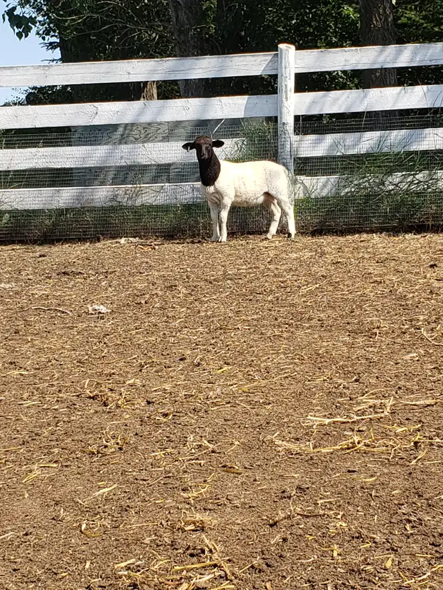 Purebred Dorper Ram Lambs