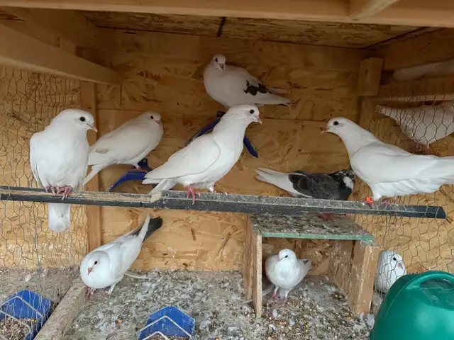 pigeons for sale