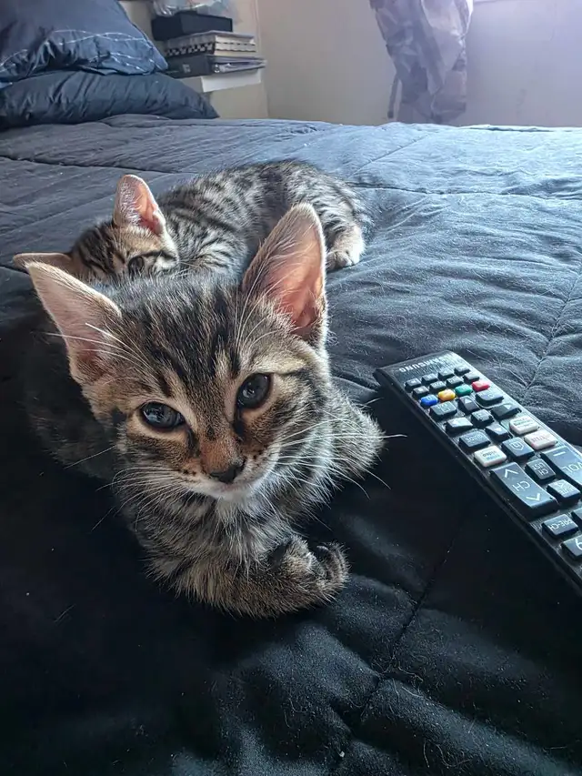Chatons Bengal croisés