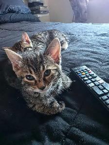 Chatons Bengal croisés