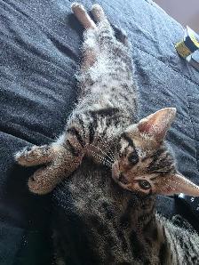 Chatons Bengal croisés - Photo 2