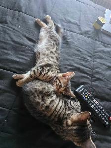 Chatons Bengal croisés - Photo 3