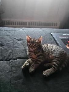 Chatons Bengal croisés - Photo 4
