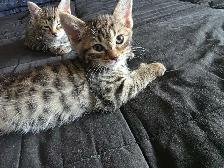 Chatons Bengal croisés - Photo 5