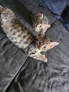 Chatons Bengal croisés - Photo 6
