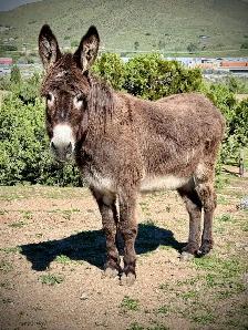 Wanted Donkey for my forever home