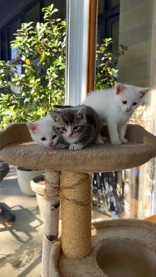 kitten for sale