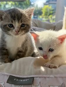 kitten for sale - Photo 2