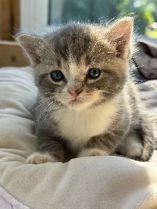 kitten for sale - Photo 3