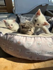 kitten for sale - Photo 4