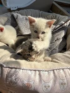 kitten for sale - Photo 5