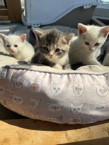kitten for sale - Photo 6