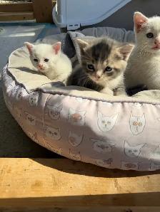 kitten for sale - Photo 7