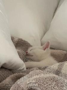kitten for sale - Photo 8
