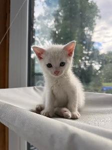 kitten for sale - Photo 9