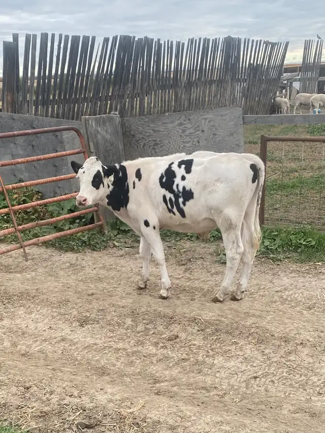 Calves for Sale