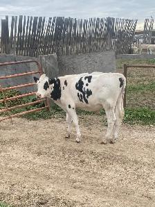Calves for Sale