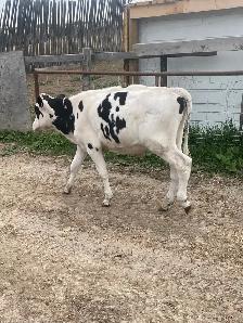 Calves for Sale - Photo 2