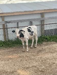 Calves for Sale - Photo 3